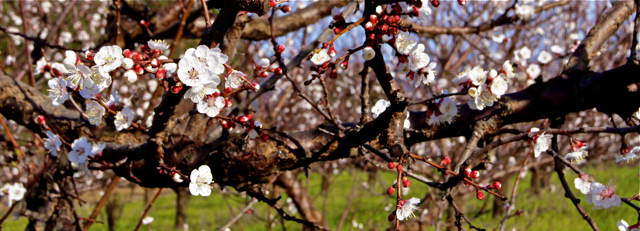 h-apricot blossoms 2.2014