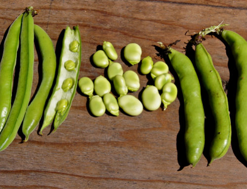 Fava Beans – Slow Food Moment
