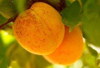 Apricots Item