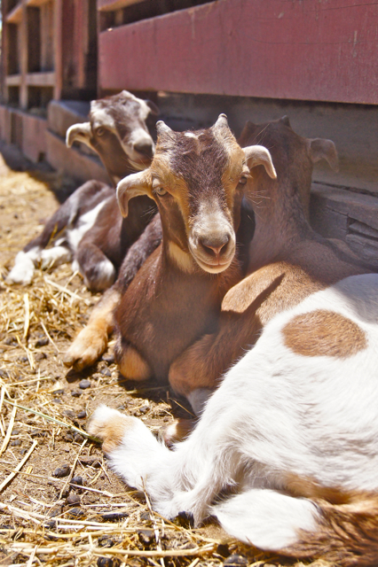 goat kids 2014-2