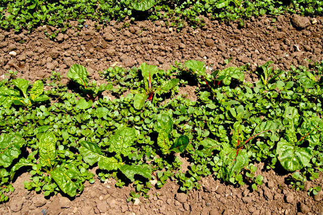 chard and purslane 8.2014