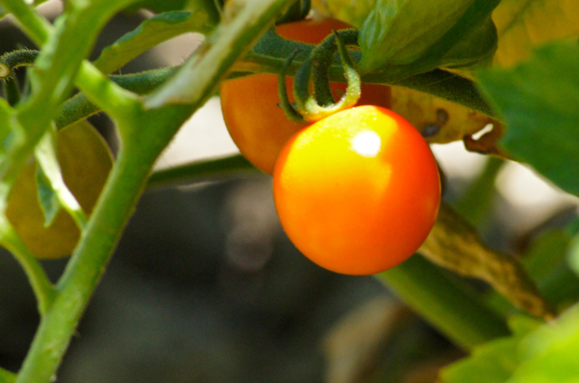 Cherry Tomatoes 7.9.13