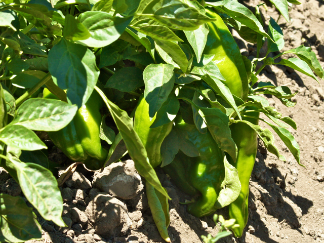 Corno di Torro Peppers