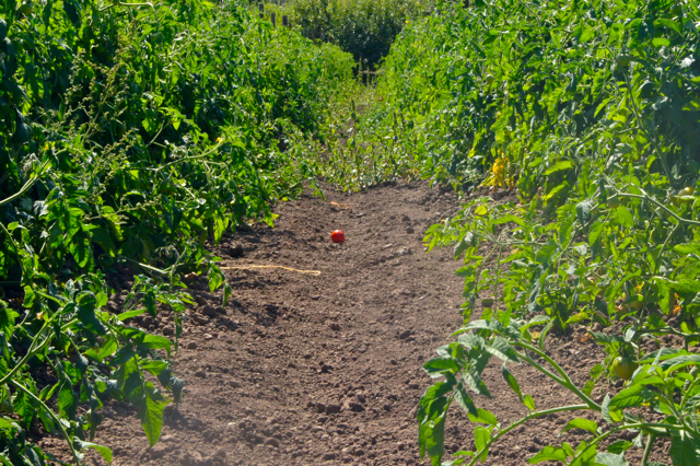 tomato field Aug 2014
