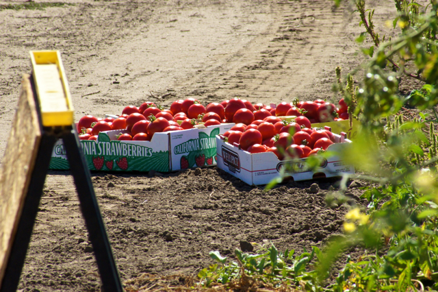 tomato upick 8.14-7