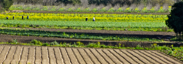 h-in lower fields feb 2015