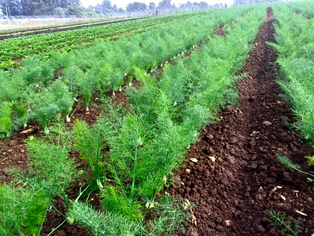 When the Gala apples are ripe, you know summer is almost over – Live Earth  Farm