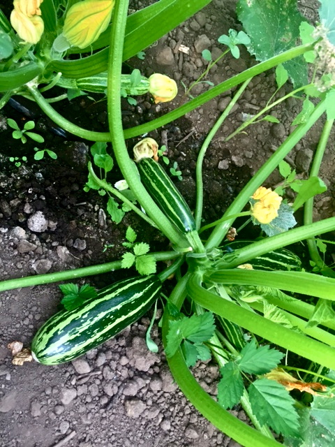 summersquash5