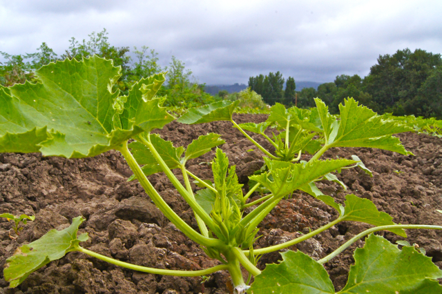 Summer Squash May 2016